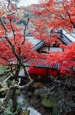 国产麻豆剧传媒果冻精品-国产剧新星，麻豆剧传媒之果冻精品